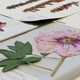 Illustration for article titled Half the Worlds Natural History Specimens Might Have the Wrong Name